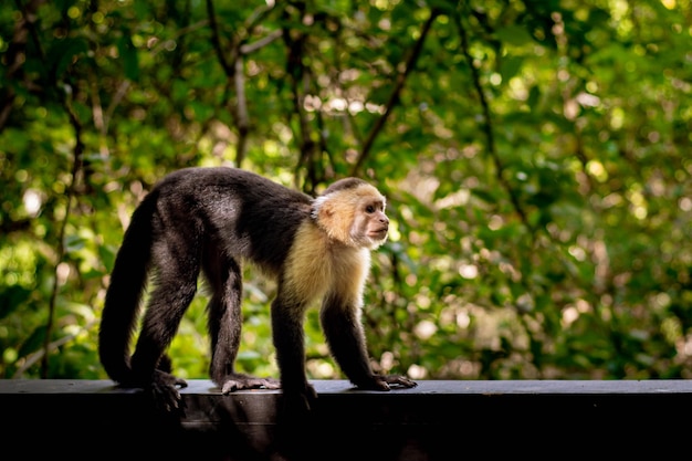 Capucinas de Cebus de Cara Branca Macaco-prego