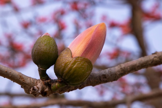 Foto un capullo está abierto a la brotación de un árbol.