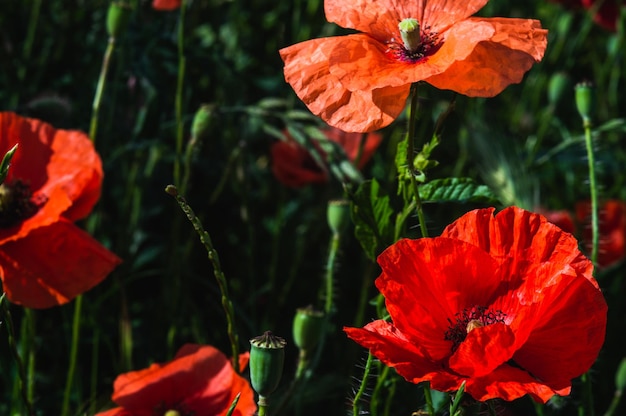 Capullo abierto de flor de amapola roja en el campo Foto de primer plano de la amapola