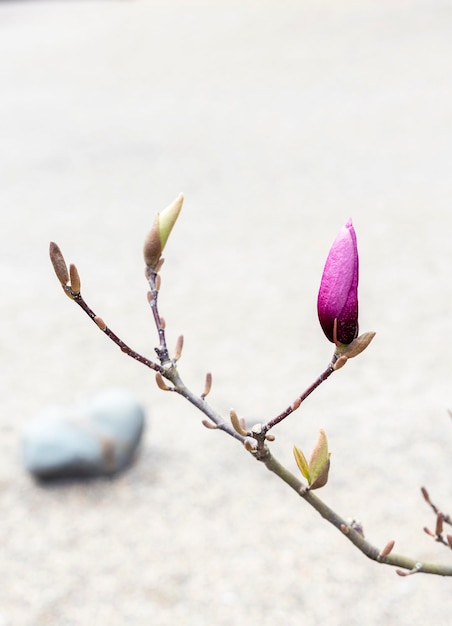 Capullo sin abrir de flor de magnolia rosa en rama de árbol sobre fondo gris jardinería paisajística de primavera