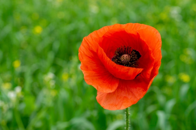 Capullo de amapola roja de cerca sobre fondo verde