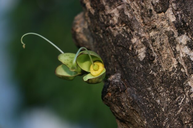 capullo de árbol de calabaza (Crescentia cujete)