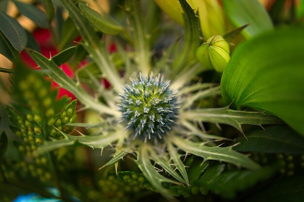 Capullo de cardo en un ramo de flores Capullo espinoso antes de florecer Fotografía de flores