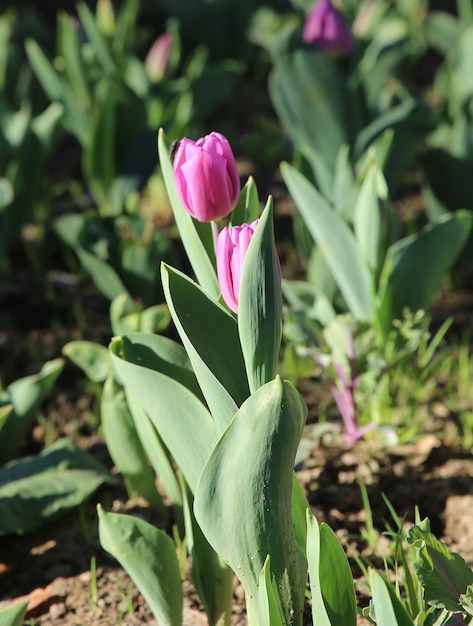 capullo de coartada fondo de tulipán lila