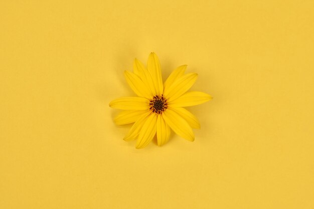 Un capullo de flor amarilla de topinambur sobre fondo amarillo vista superior plana laico girasol silvestre único