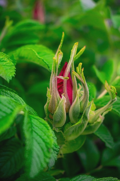 Capullo de flor de capullo de rosa rosa en una rama