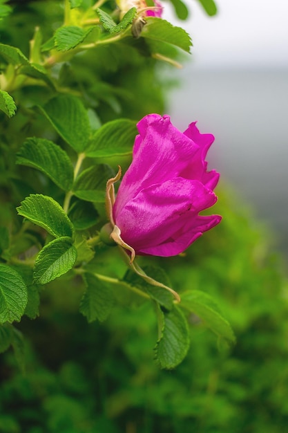 Capullo de flor de capullo de rosa rosa en una rama