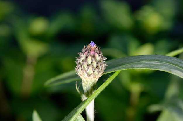 Un capullo de flor está abierto a un capullo.