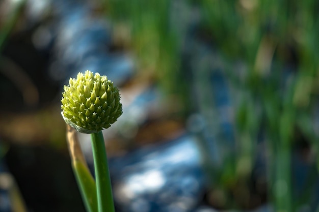 Un capullo de flor está en un campo de hierba.