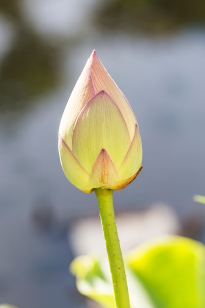 Capullo de la flor con el fondo borroso