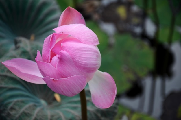 Capullo de flor de loto en un estanque