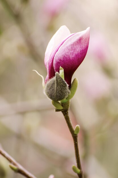 Capullo de flor de magnolia en primavera imagen hipster vintage retro