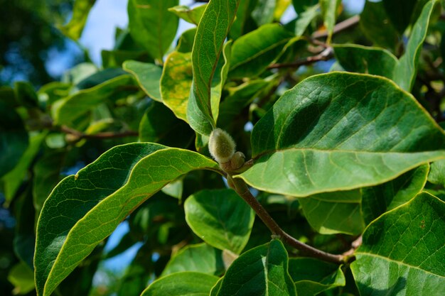Capullo de flor de Magnolia sobre fondo de hojas verdes
