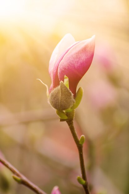 Capullo de flor de magnolia