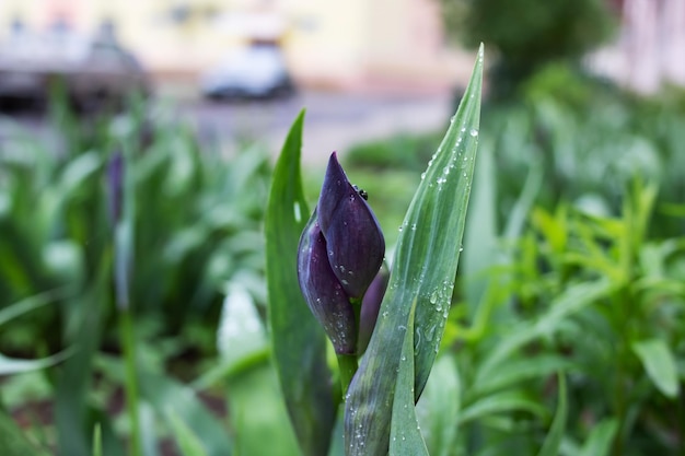 Capullo de flor púrpura cerrado entre hojas verdes