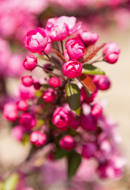 Capullo de flor rosa del árbol de sakura floreciente en primavera