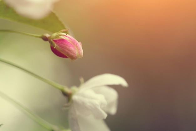 Capullo de flor rosa de manzana