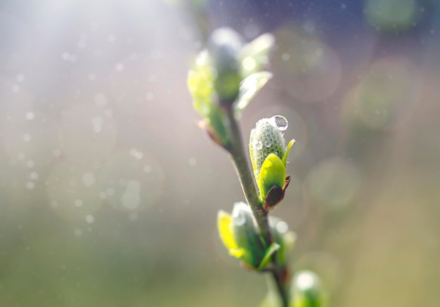 Un capullo floreciente en una rama a la luz del sol con espacio para texto Un fondo natural natural