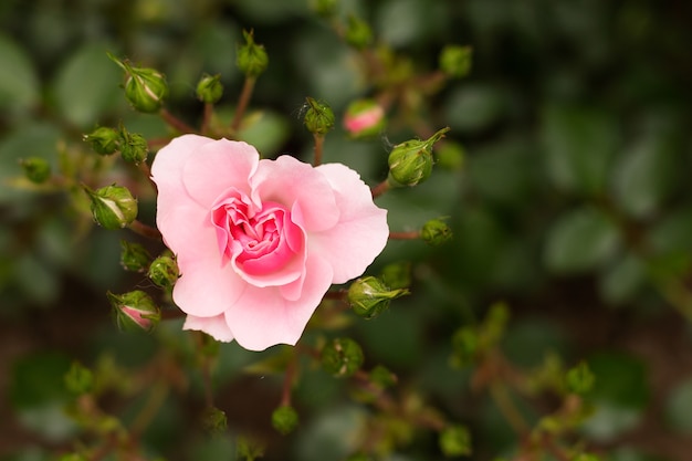 el capullo floreciente de una rosa de primavera