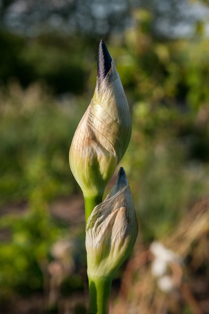 Un capullo fresco de un capullo de iris