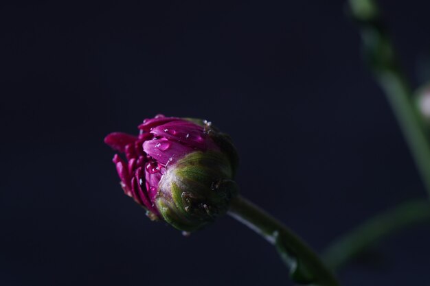 Capullo de gerbera rosa con gotas de agua - cerrar