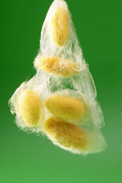 Capullo de gusano de seda amarillo sobre verde