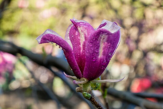 Capullo de hermosa magnolia primaveral