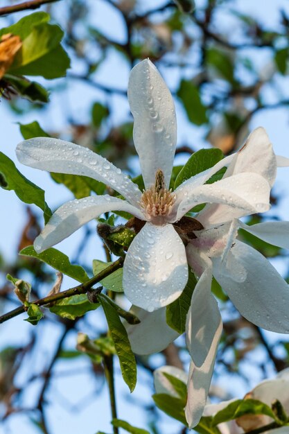 Capullo de hermosa magnolia primaveral