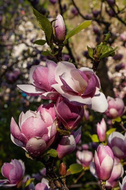 Capullo de hermosa magnolia primaveral