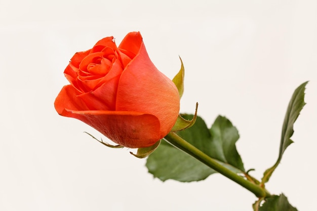 Capullo de una hermosa rosa roja con hojas verdes en el fondo blanco