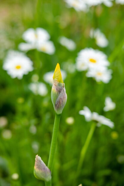 Capullo de iris amarillo cerrado con enfoque selectivo de fondo borroso