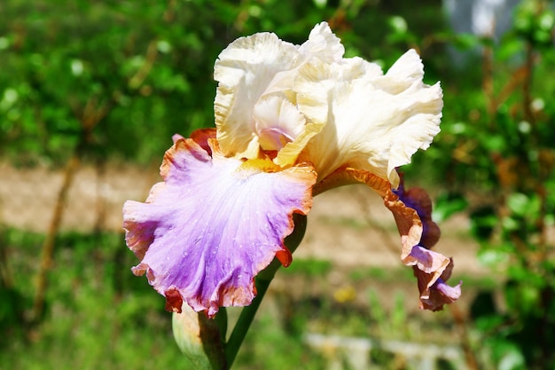 Capullo de iris colorido de cerca
