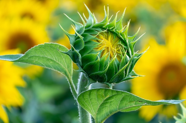 Un capullo de un joven girasol en flor a la hermosa luz del sol poniente Un joven girasol sin abrir en primer plano contra el fondo de un gran campo de flores Hermoso paisaje rural