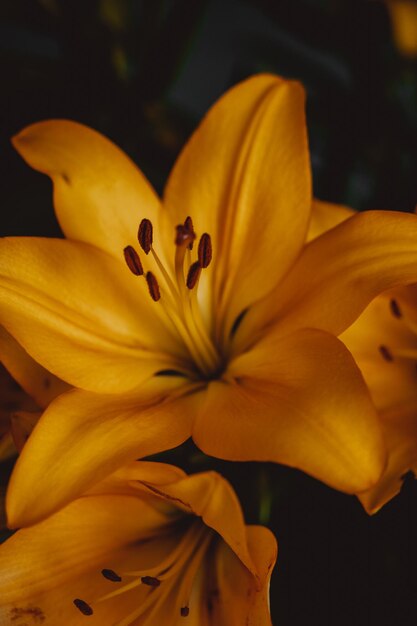 capullo de lirio amarillo