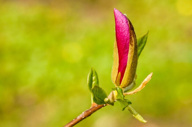 Capullo de macro magnolia cubierto de gotas