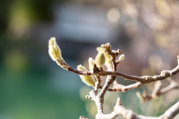 Capullo de magnolia cerrar fotografía macro de una rama de magnolia en ciernes febrero