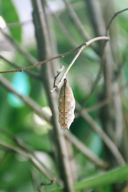 Capullo de mariposa colgando de la rama de bambú Fondo de hojas naturales Concepto natural