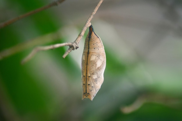 Capullo de mariposa colgando de la rama de bambú Fondo de hojas naturales Fondo de la naturaleza