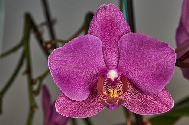 El capullo de la orquídea floreció y se convirtió en una hermosa flor.