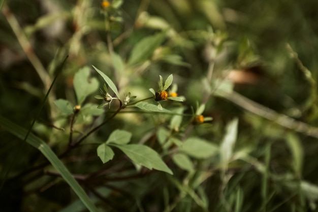 Capullo otoñal entre la hierba verde cerrar