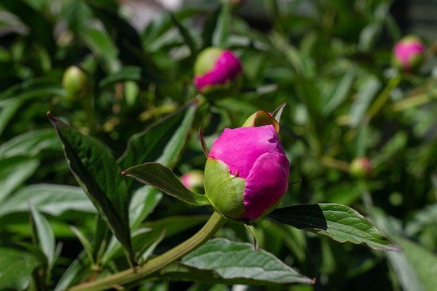 Capullo de peonía sin abrir en el jardín