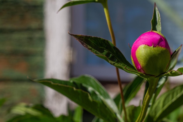 Capullo de peonía sin abrir en el jardín