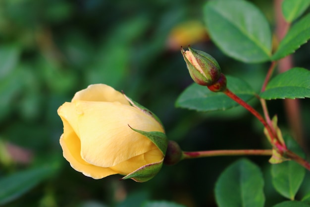 Capullo de rosa amarillo