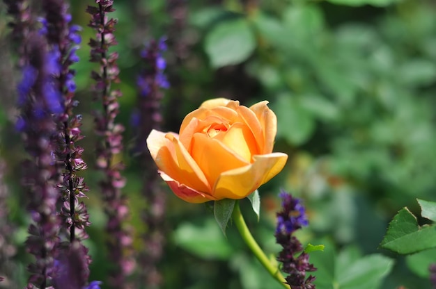 Un capullo de rosa de color naranja brillante sobre un fondo de rosa de salvia en flor por david austin dama de shalott