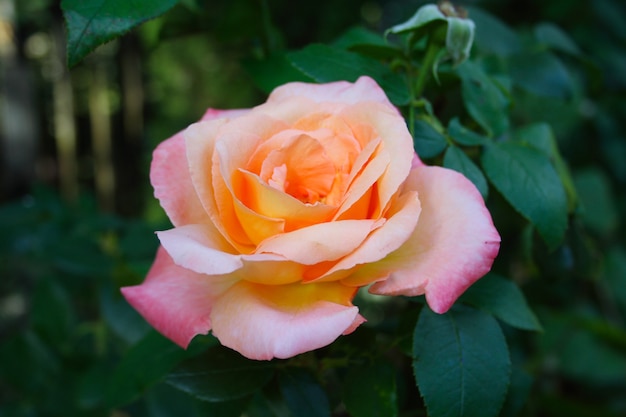 Capullo de rosa hermosa que crece en el jardín