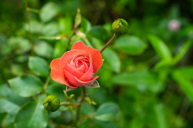 Capullo de rosa joven rojo brillante en el jardín después de la lluvia