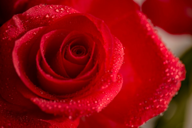 capullo de rosa roja brillante en gotas de rocío de cerca