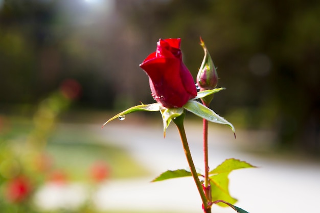 Capullo de rosa roja en el jardín después de la lluvia. Brote joven de una rosa roja en un tallo. Cuidado de los arbustos de rosas de jardín. Flores y capullos de rosas de jardín. Espacio para texto