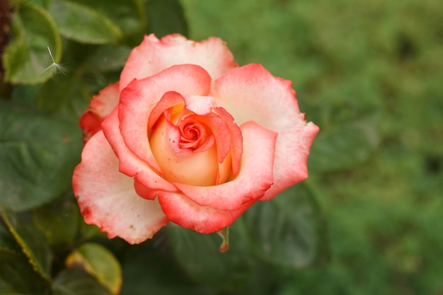 Capullo de rosa rosa con fondo natural verde borroso