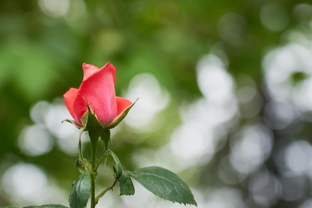 Un capullo de rosa rosa en una rama con un fondo borroso